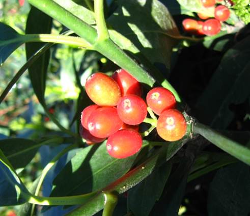 Descripción: C:\Users\amdx6\Desktop\Aucuba japonica. No variegada FJA (4).JPG